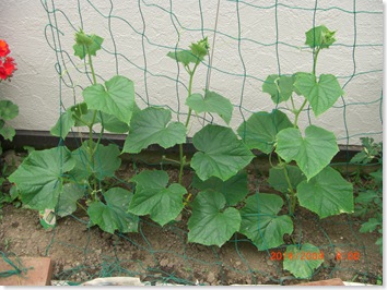 3 cucumber plants growing fast!
